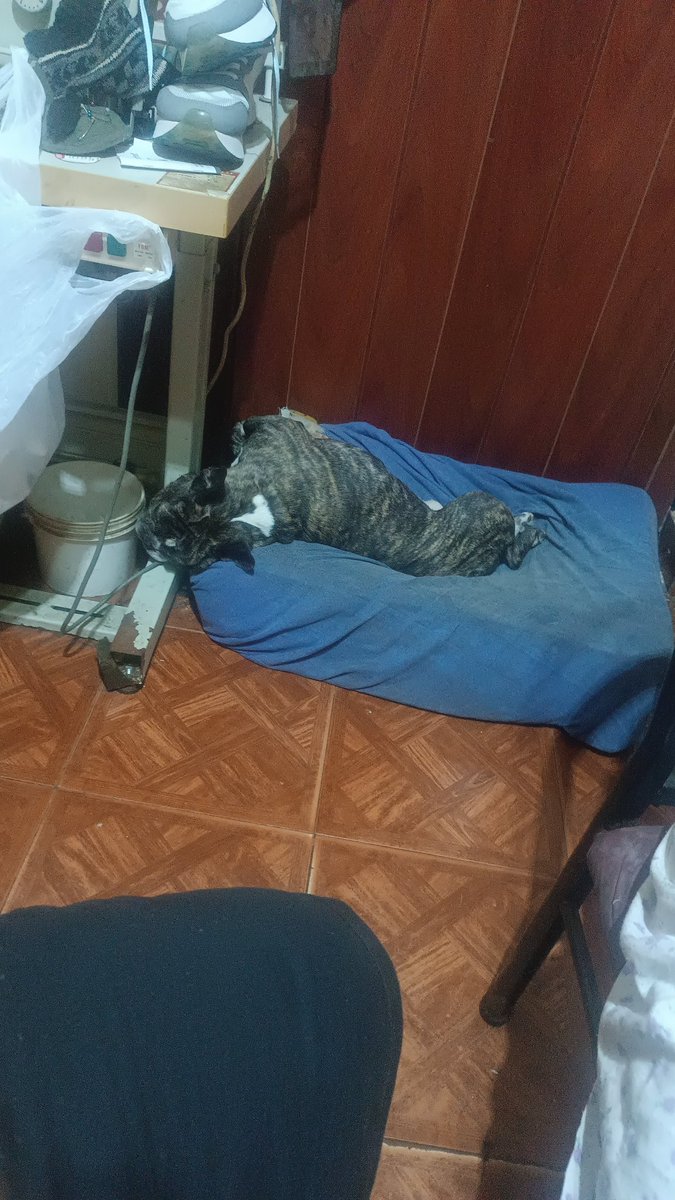 MarchuFox's tweet photo. Creo que está cómodo 🫠 jajaja dios https://t.co/CP7njZje45