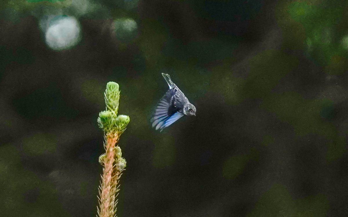 A first year Dark-sided flycatcher (Muscicapa sibirica) at Utsira, Norway thursday afternoon. 
4 th record for WP and the second for Norway. 

<a href="/RareBirdAlertUK/">RareBirdAlertUK</a>