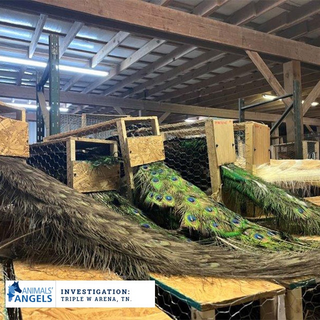 Animals Angels tweet media