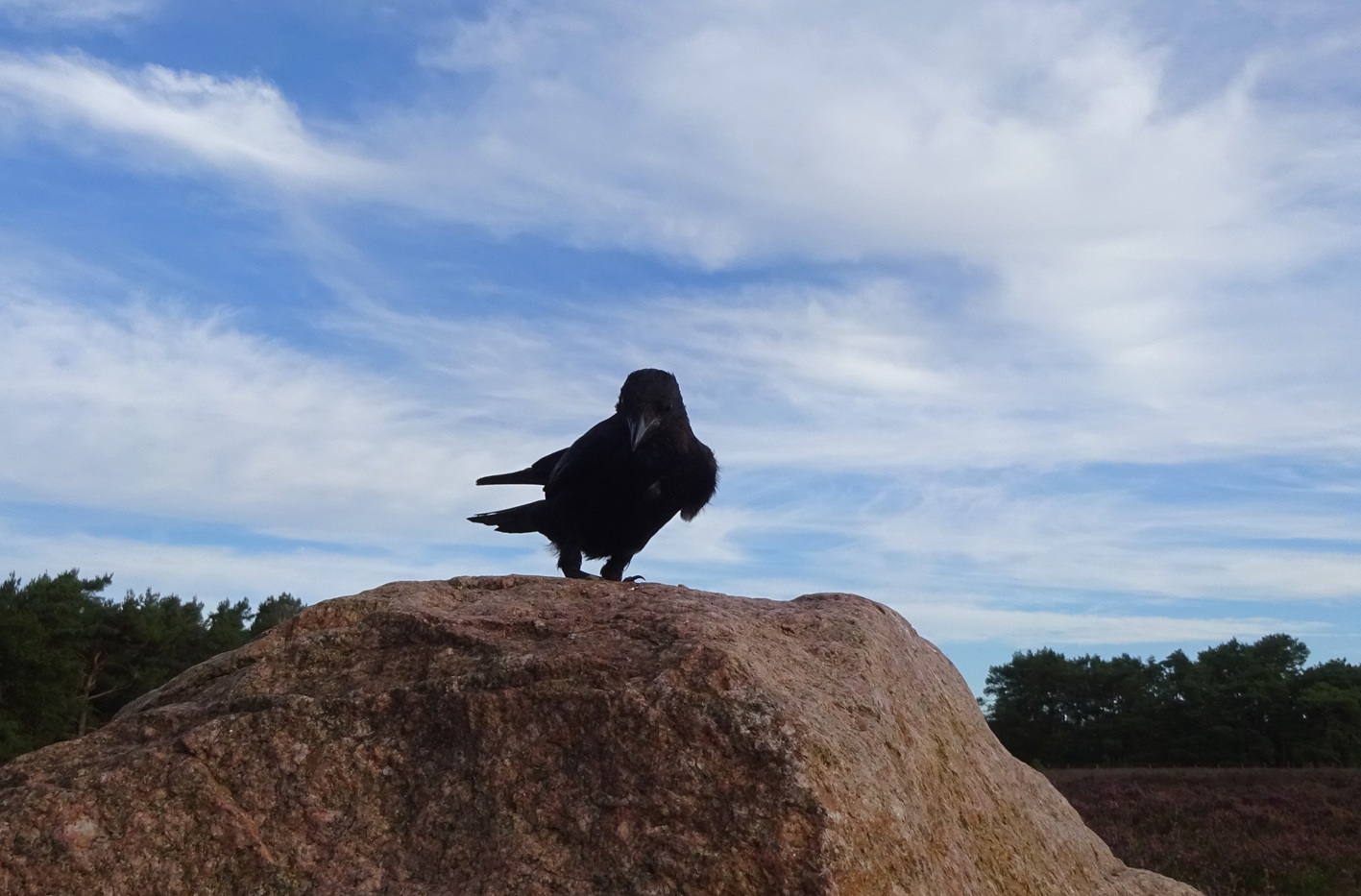 Flint T W I T T E R Crow on X: 