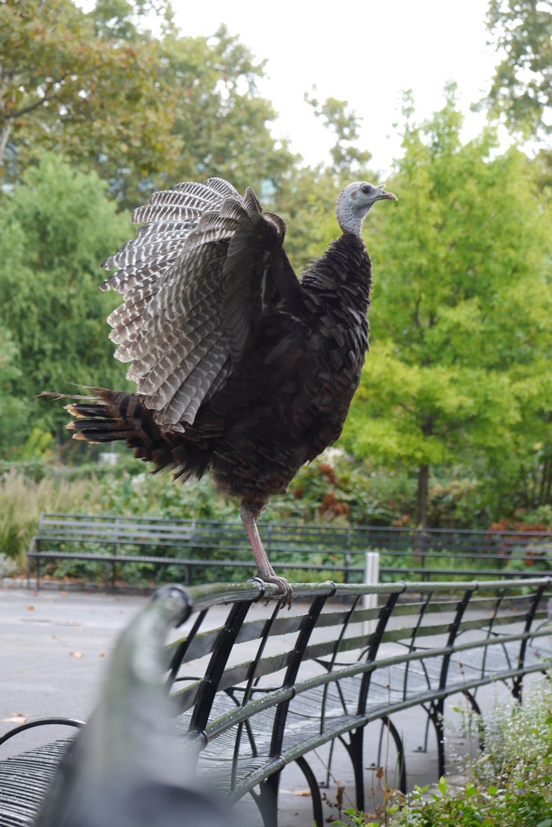 Hanabi_NYC's tweet image. “Look at me!!!”

#birdcpp