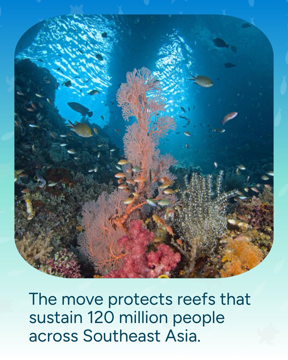 Wave_Browser's tweet image. The Coral Triangle—home to 75% of the world’s coral species—is getting new protections. 🪸 This biodiversity hotspot is vital for both marine life and coastal communities. A win for reefs, a win for the planet.

#OceanNews #WaveBrowser #SaveOurOcean #OceanConservation #Coral…