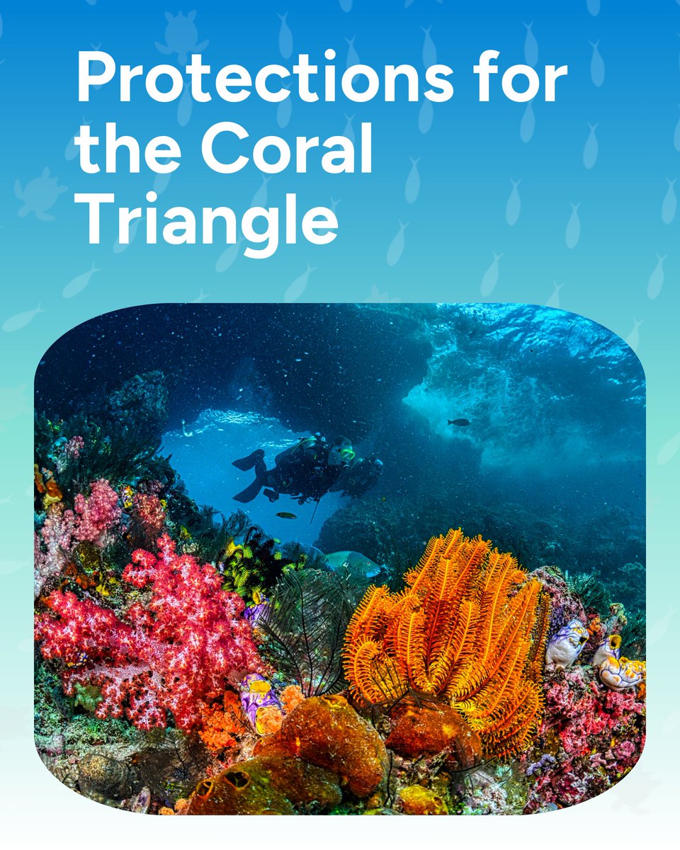 Wave_Browser's tweet image. The Coral Triangle—home to 75% of the world’s coral species—is getting new protections. 🪸 This biodiversity hotspot is vital for both marine life and coastal communities. A win for reefs, a win for the planet.

#OceanNews #WaveBrowser #SaveOurOcean #OceanConservation #Coral…