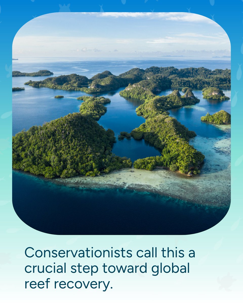 Wave_Browser's tweet image. The Coral Triangle—home to 75% of the world’s coral species—is getting new protections. 🪸 This biodiversity hotspot is vital for both marine life and coastal communities. A win for reefs, a win for the planet.

#OceanNews #WaveBrowser #SaveOurOcean #OceanConservation #Coral…
