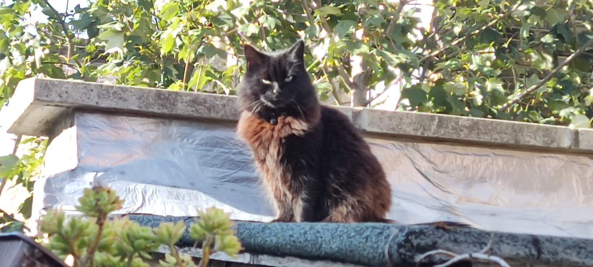 Susan's #CatOfTheDay is Mrs Fluffy.

Thank you <a href="/CorfuArts/">Corfu Literary Festival 💙</a> for sharing this pic!