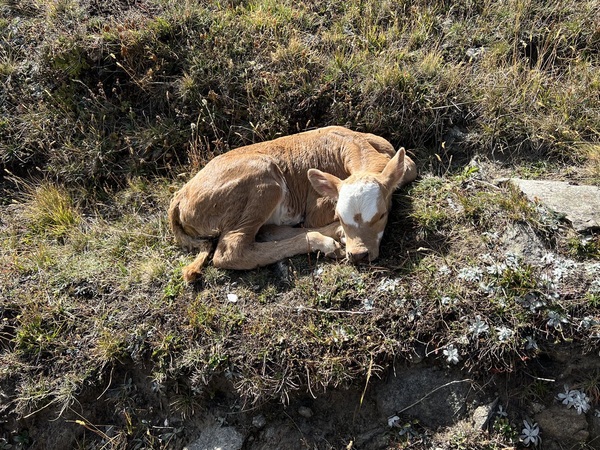last weekend we saw a tiny calf sleeping in the italian alps and it was too sweet