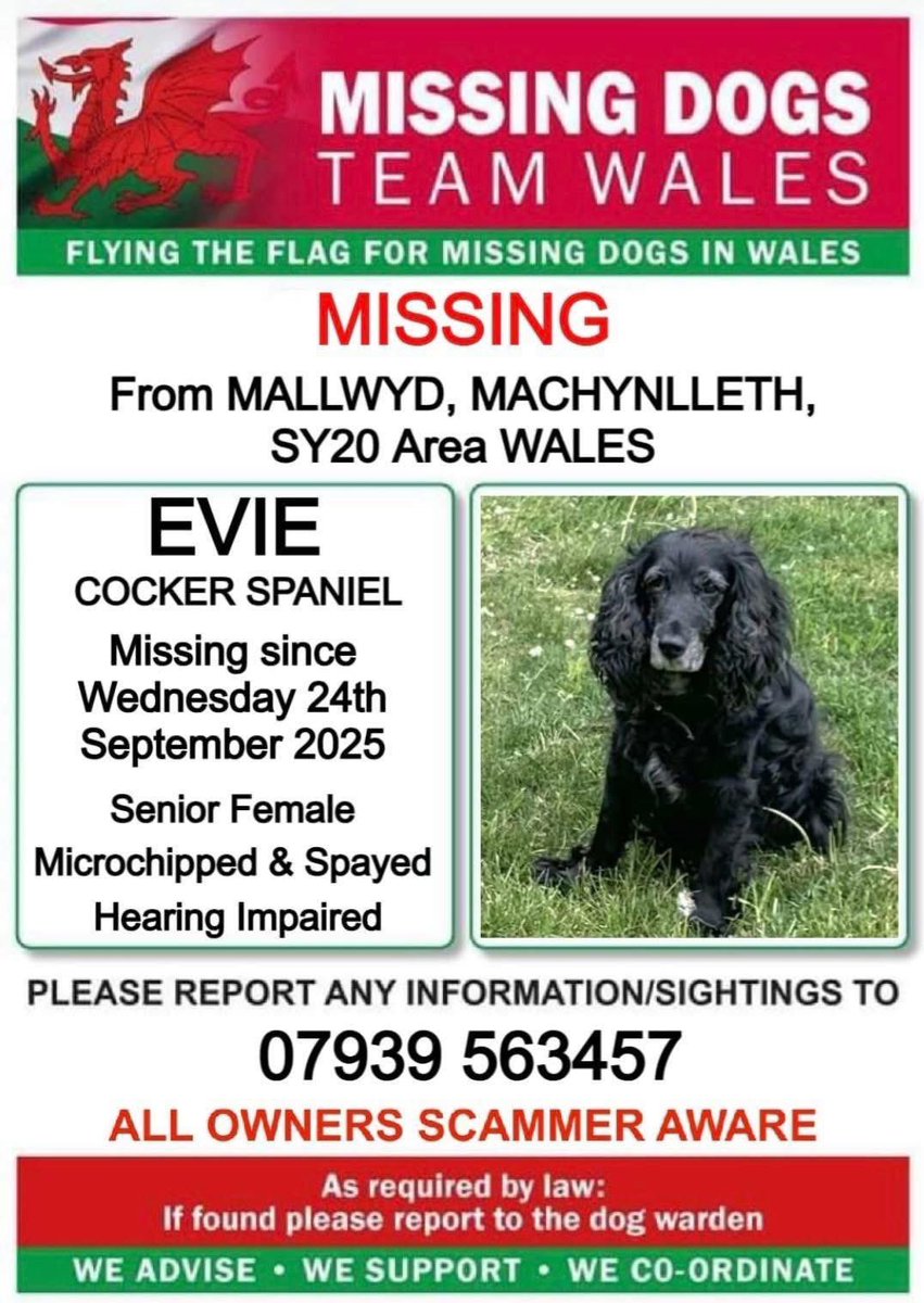 ELDERLY EVIE -pls lookout in areas 
#Machynlleth #SY20 #wales 
Owners really concerned 
24/9/25
13YR OLD FEMALE #COCKER 
#MALLWYD
Chipped/Spayed
PLS CALL 📞 NUMBER ASAP IF SIGHTED AT ALL
doglost.co.uk/dog/200174

<a href="/YescymruM/">YesCymru Machynlleth</a> <a href="/StPeterMach/">St Peter Machynlleth</a> <a href="/juliagarland73/">Helping the lost home #TeamWales 🇬🇧</a> <a href="/BitofDecorum/">Debby Morris 🐕🐾💕</a> <a href="/RachaelB100/">Rachael</a>