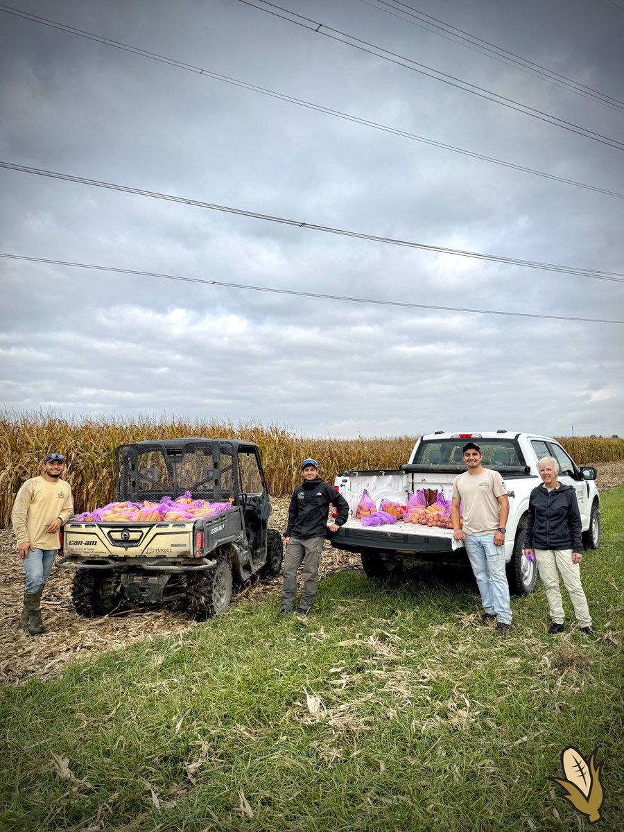 TheKernelLab's tweet image. Ear sampling day!!🌽
Collecting from short and tall corn hybrids as part of our omission trials. By leaving out specific management practices, we learn which factors most influence yield and make better agronomic decisions.📊