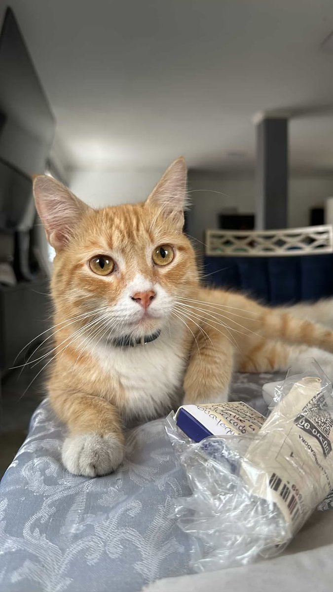 AlertaMePerdi's tweet photo. #PERDIDO #GUAYAQUIL
Nombre: #MICCO o CHICHO
Fecha: 2025-09-17
Sector: Norte, av. las aguas. Coop. Quisquis.
Sexo: Macho
Raza: Mestizo
Observación: Su nariz es de forma de corazón, es muy cariñoso, cargaba un collar azul sin identificación
Contacto: 0980910708
#AlertaMePerdí https://t.co/PcasvQ2pBb