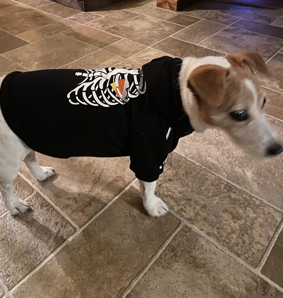 #ThrowbackThursday to when I was a spooooky skeleton. I wonder what to be dis Halloween? 🎃 👻💀🐾🧡🖤🐾 #Halloween2025 #dogsofX