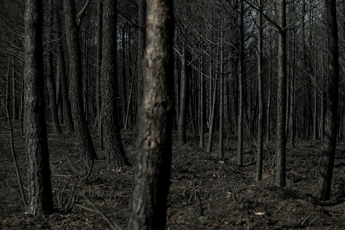 reisquarteu's tweet image. La paradoja de la extinción: por qué es peligroso apagar todos los #incendios. elmundo.es/ciencia-y-salu… #Naturaleza