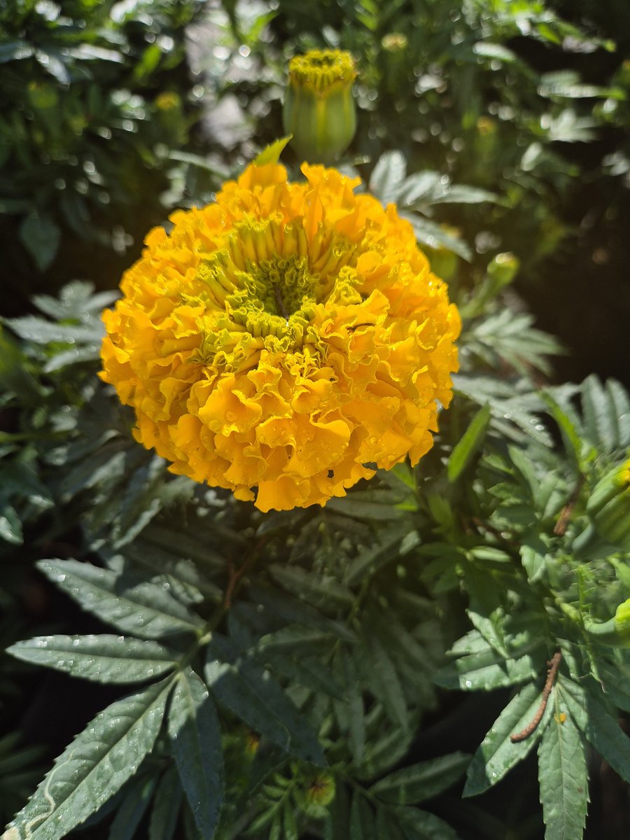 Tlaxialtemalco tweet media