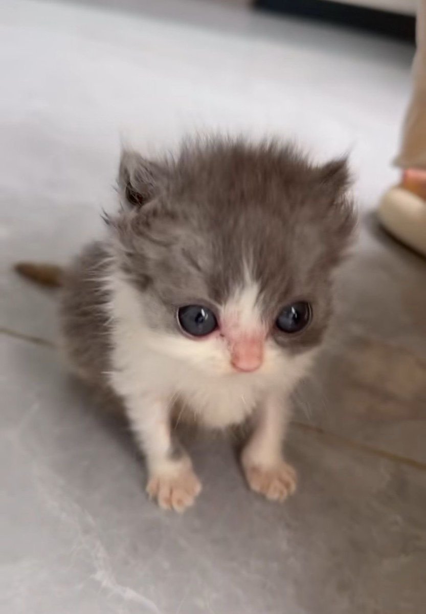 odeio dia de plantão pedagógico