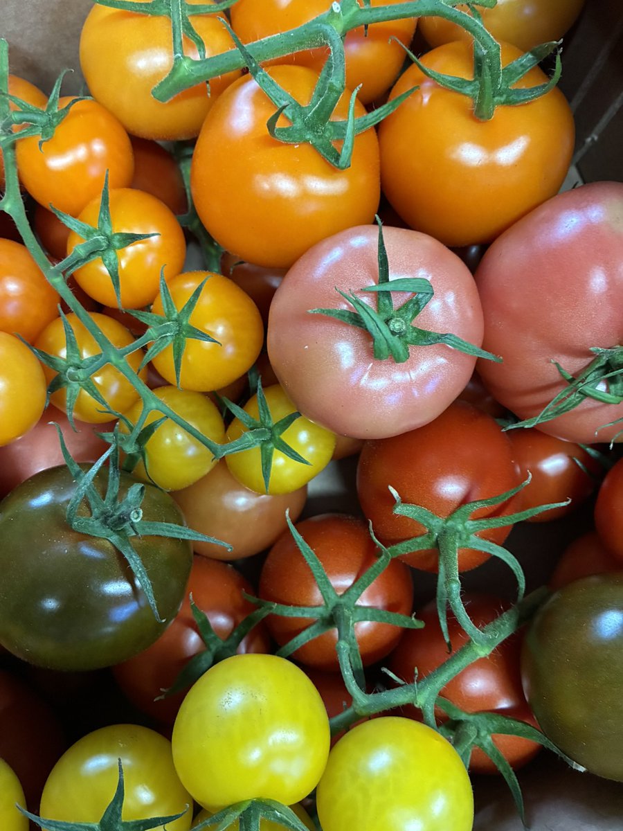 NutbourneTomato's tweet photo. Still plenty of tomatoes available to October/November 🍅🍅🍅🇬🇧🇬🇧🇬🇧 https://t.co/IVytnC2Ett