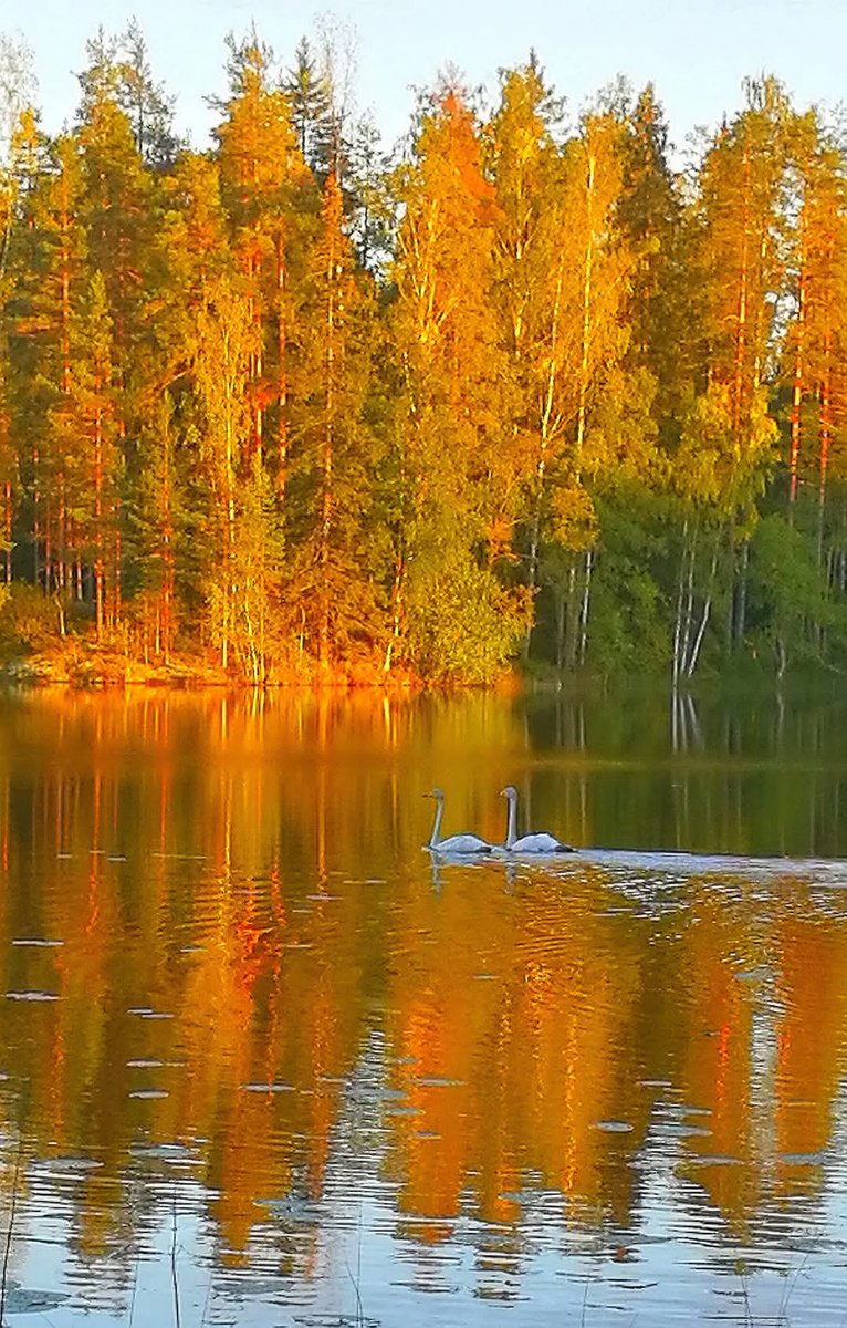 Taivaan alla syksyn uhritulta: haapain veri, vaahteroitten kulta. ~Aino Kallas. Kauniita unia 💫Good night