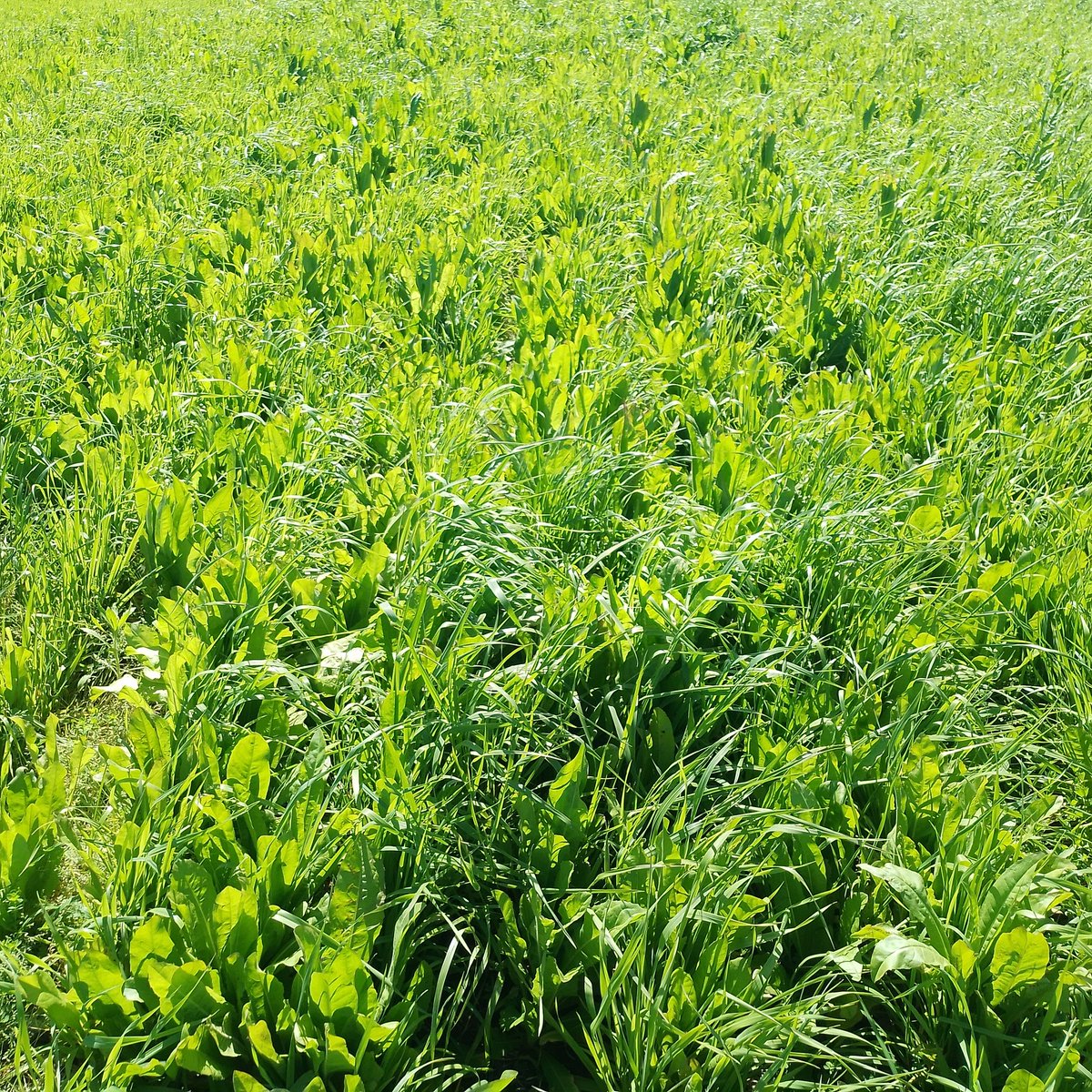 PP1 Achicoria lotus dactilis falaris. Estb La Cachirula paraje San Luis Rivera .CREA El Aguante.