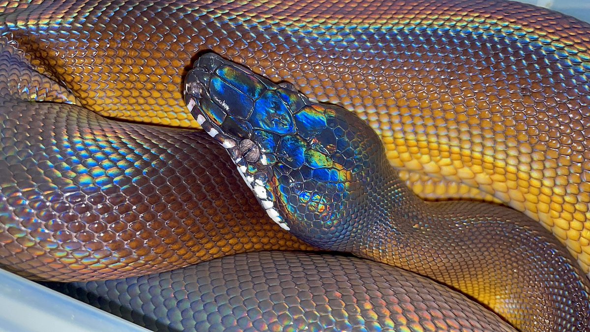 Fuyumushi29_Rep's tweet image. #見た人も無言で推しのドアップを貼る