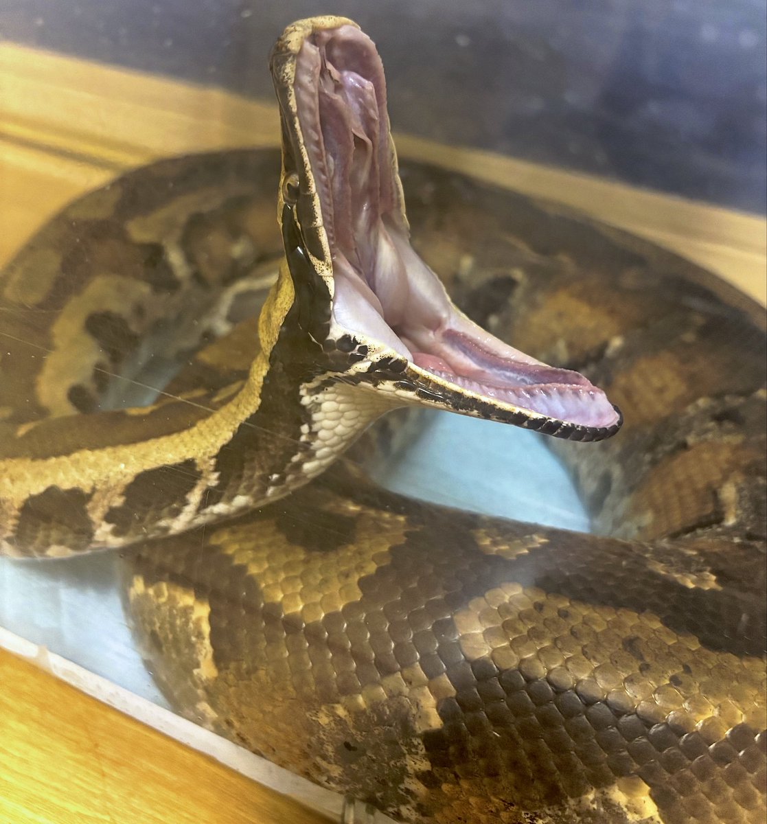 Fuyumushi29_Rep's tweet image. #見た人も無言で推しのドアップを貼る