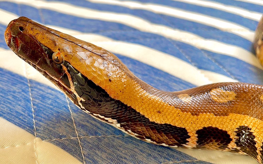 Fuyumushi29_Rep's tweet image. #見た人も無言で推しのドアップを貼る