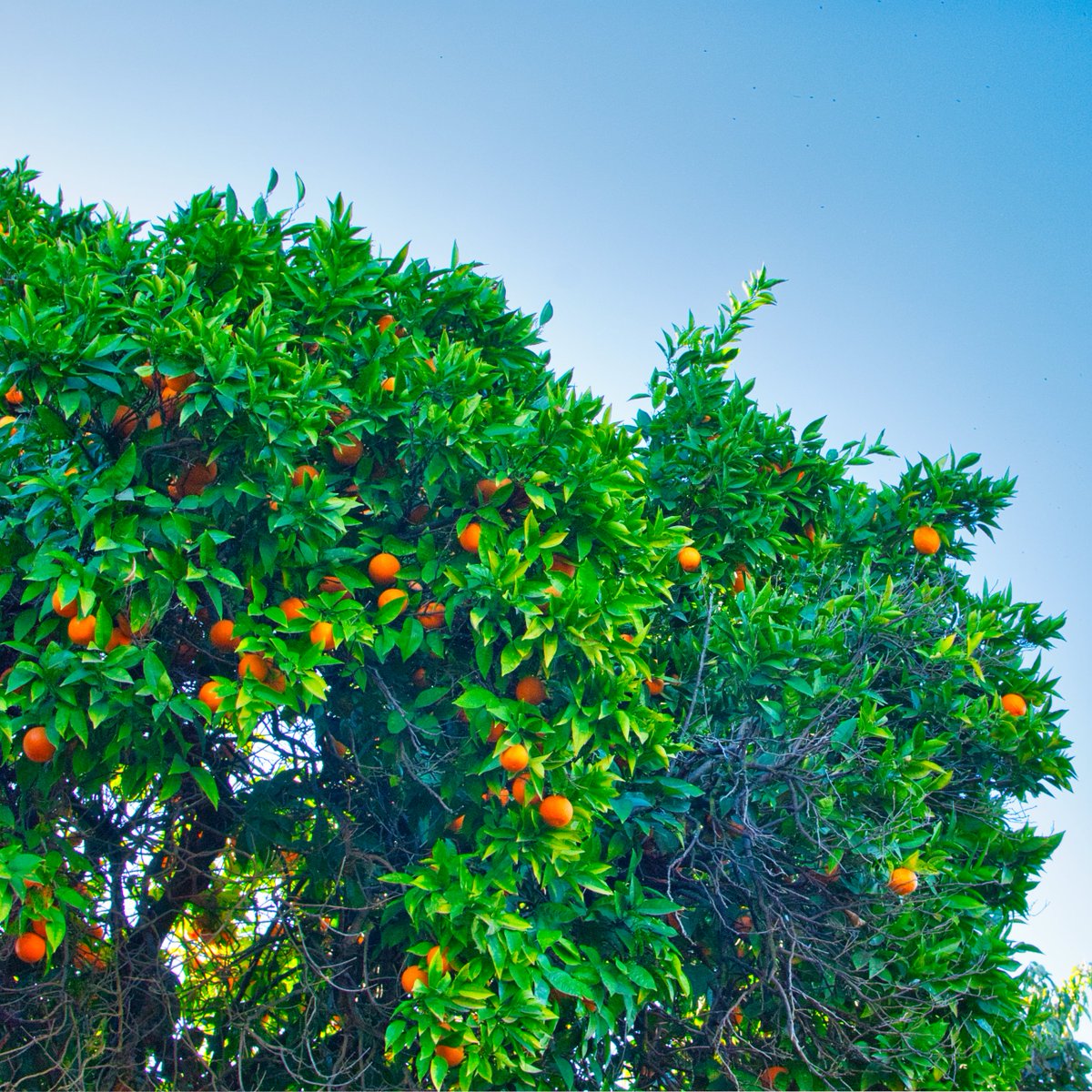Las naranjas más altas del árbol se han transformado en objetos distantes. Ahí se quedarán durante toda la temporada, reluciendo con el color furioso de sus cáscaras hasta que maduren, se pudran y se caigan, como ya han caído muchos y como faltan otros tantos más por caer.