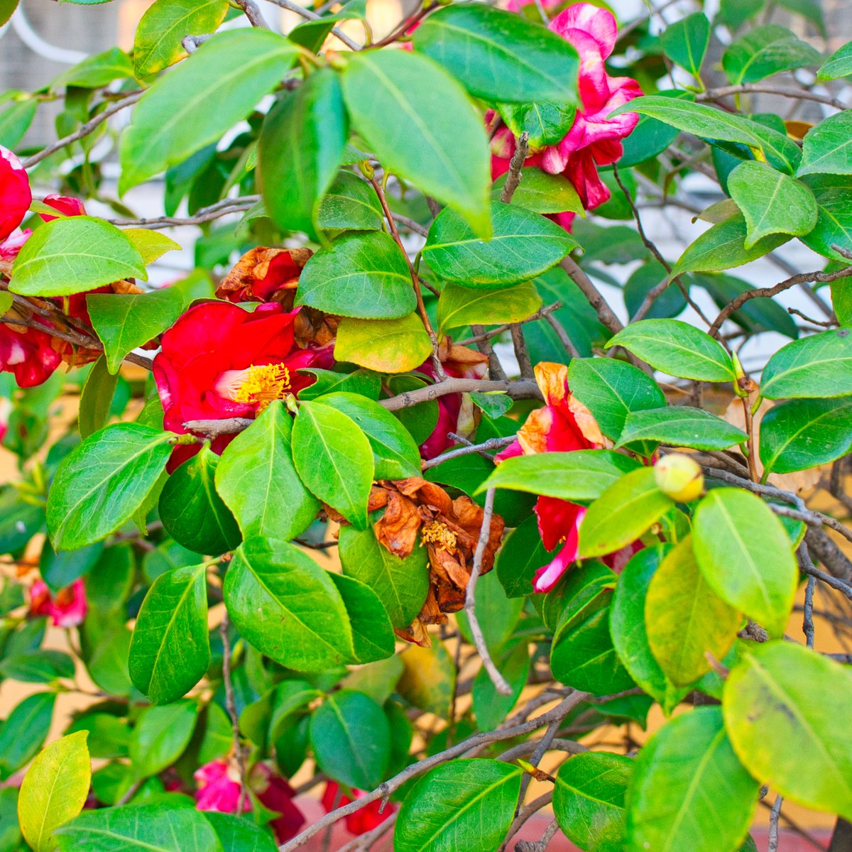 En el campo la naturaleza nos enseña con palabras muy cercanas y sencillas que la vida y la muerte se abrazan en cada momento. Lo he aprendido a través del ciclo de los cultivos que surgen y decaen, pero que siempre ofrecen lo mejor.