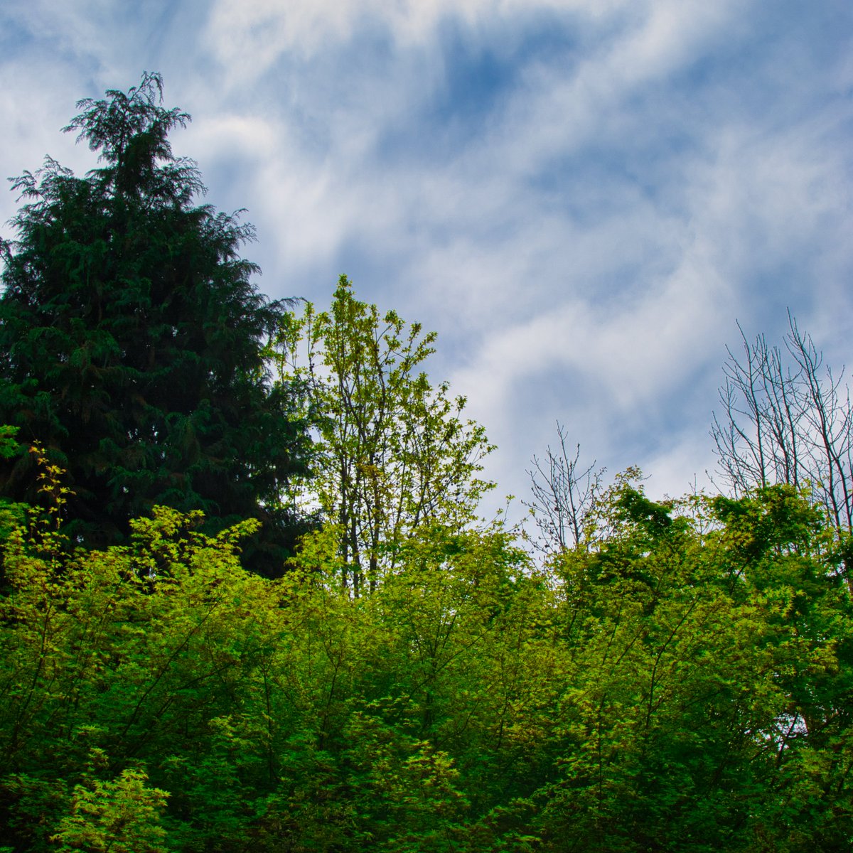 Miro el horizonte y todo lo que veo nace, surge, vive, brilla, reverdece y se alza tan alto, más alto incluso que el año anterior. Ojalá la naturaleza nos contagie con ese ímpetu inmenso que trae consigo la primavera.