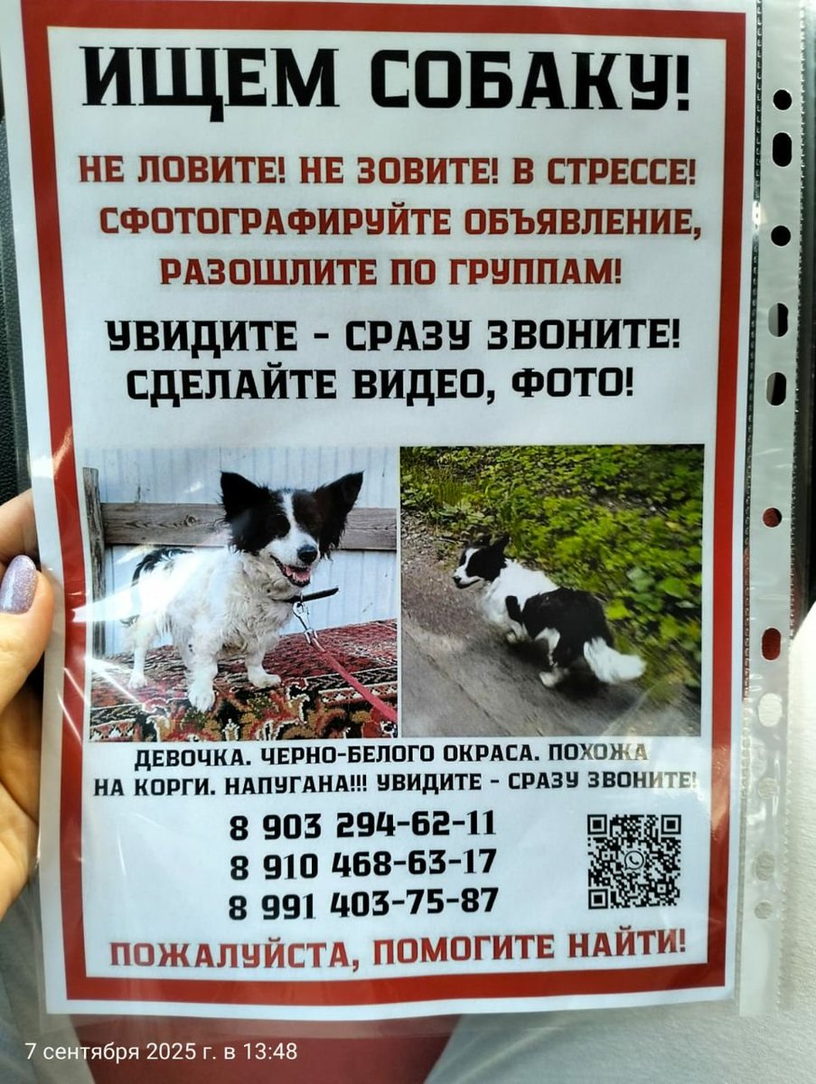 МО, Ногинск и окрестности. Пропала собака.

Лайк и шер, пожалуйста!