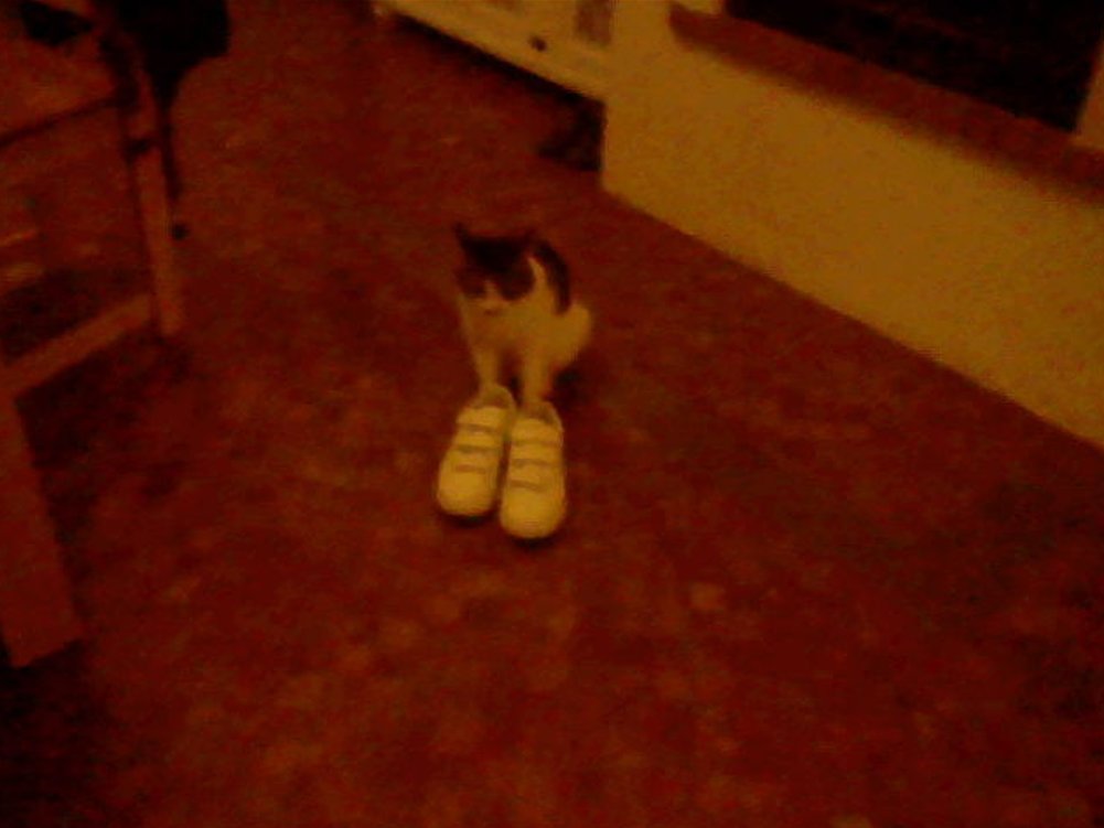 j'ai pris cette photo sur ma DS quand j'avais ~10 ans