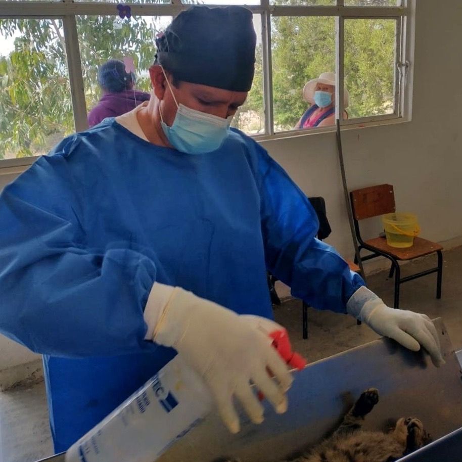 Salud_Hidalgo's tweet image. La Jurisdicción Sanitaria de Apan realizó jornadas de esterilización en La Virgencita, municipio de Apan, y compartió pláticas sobre cuidados pre y postoperatorios para promover la recuperación adecuada y la tenencia responsable.

#PrimeroTuSalud #PrimeroElPueblo