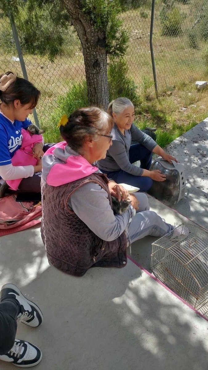 Salud_Hidalgo's tweet image. La Jurisdicción Sanitaria de Apan realizó jornadas de esterilización en La Virgencita, municipio de Apan, y compartió pláticas sobre cuidados pre y postoperatorios para promover la recuperación adecuada y la tenencia responsable.

#PrimeroTuSalud #PrimeroElPueblo