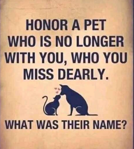 Best in Dogs tweet media