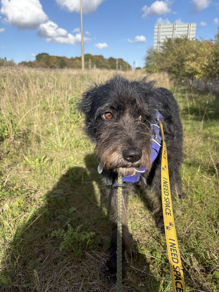 JANE is in #Lincolnshire and ready to be adopted
She's just over 5 yrs old. She is medium sized.
She is a lovely girl who is learning to trust, she loves  being fussed and loves human company but she can be a little shy when she first meets you
imminghamdogshome.org/form/
#Grimsby