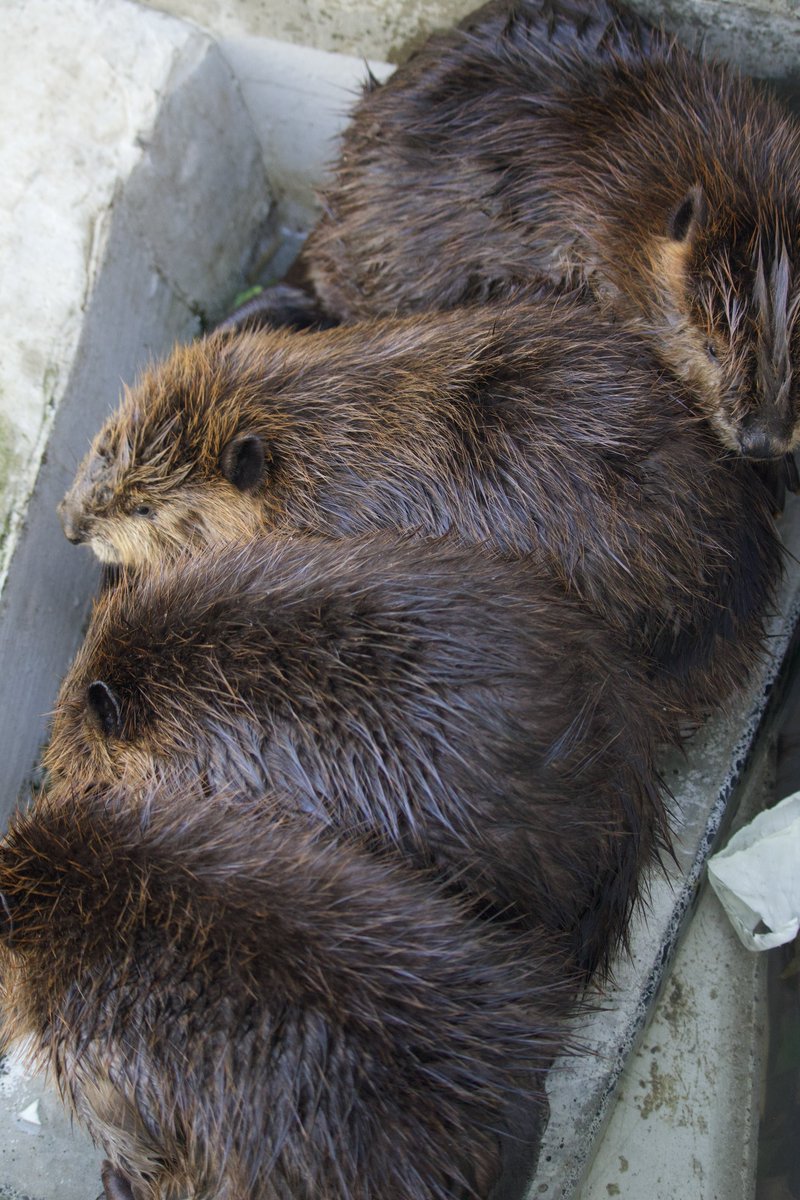 お餅の詰め合わせ
（2025.9.25）

#わらび　#いそべ　#ずんだ　#きび
#霞ケ浦どうぶつとみんなのいえ
#アメリカビーバー　#beaver