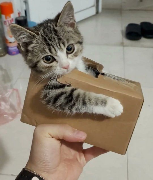 Catsillyness's tweet photo. https://t.co/SvzzES1zEj