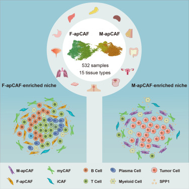 Cancer_Cell's tweet image. Online Now: Single-cell resolution spatial analysis of antigen-presenting cancer-associated fibroblast niches dlvr.it/TNHpjJ