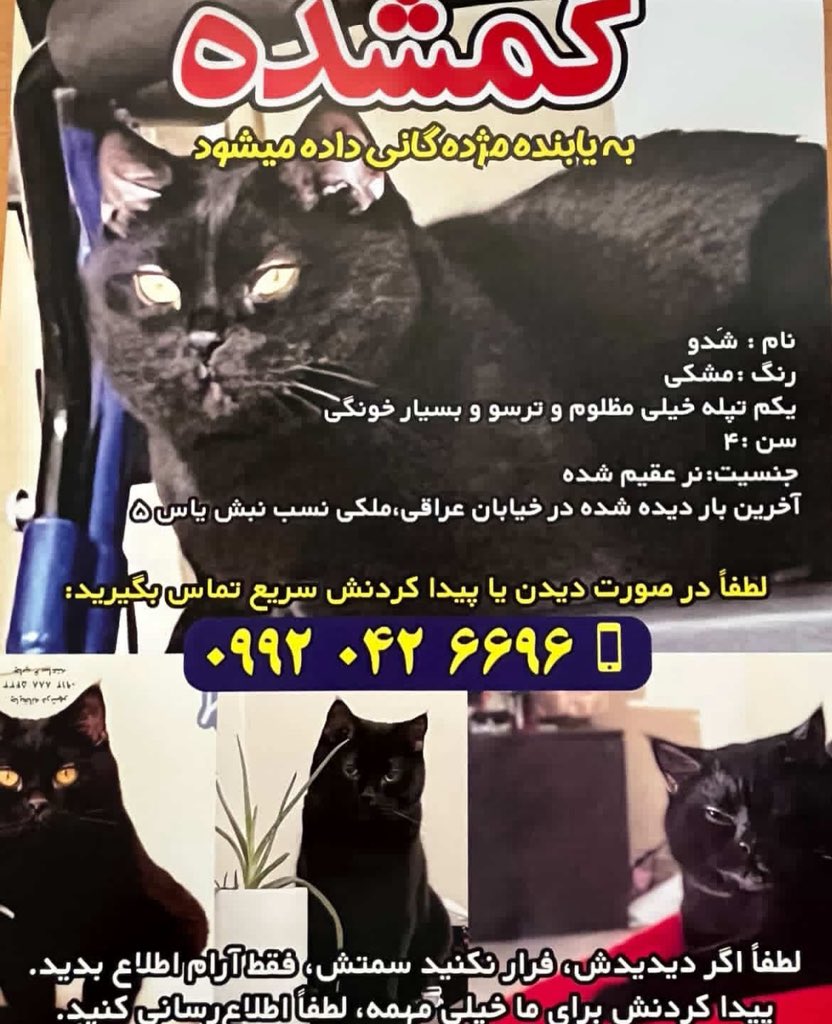 به گفته شما :

گربه ی من چند روزه که از خونه رفته 😭😭😭
نام : شدو 
سن: ۴
جنسیت نر عقیم شده
تاریخ گم شدن : ۲۷/شهریور/۱۴۰۴
محدوده پاسداران شهید عراقی
۰۹۹۲۰۴۲۶۶۹۶

—————
#گربه
#گربه_گمشده