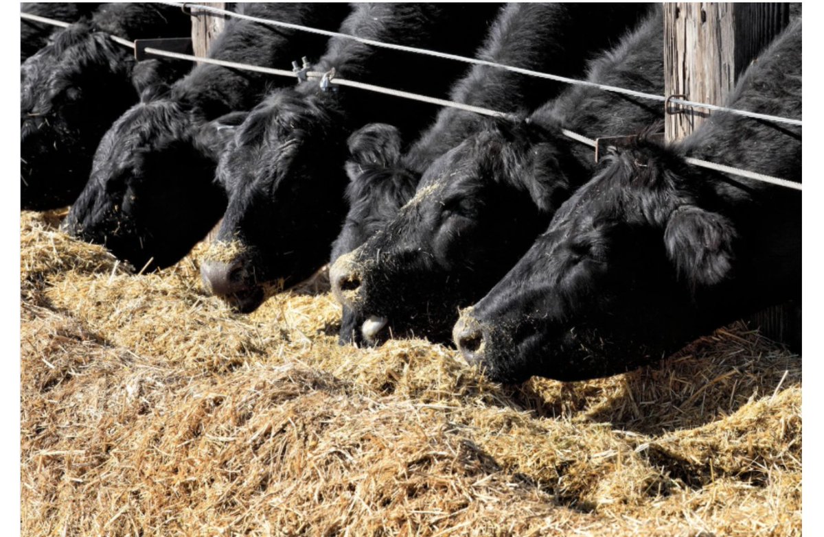 Feed Testing: Turning Guesswork Into Good Management: beefweb.com/feed-testing-f…