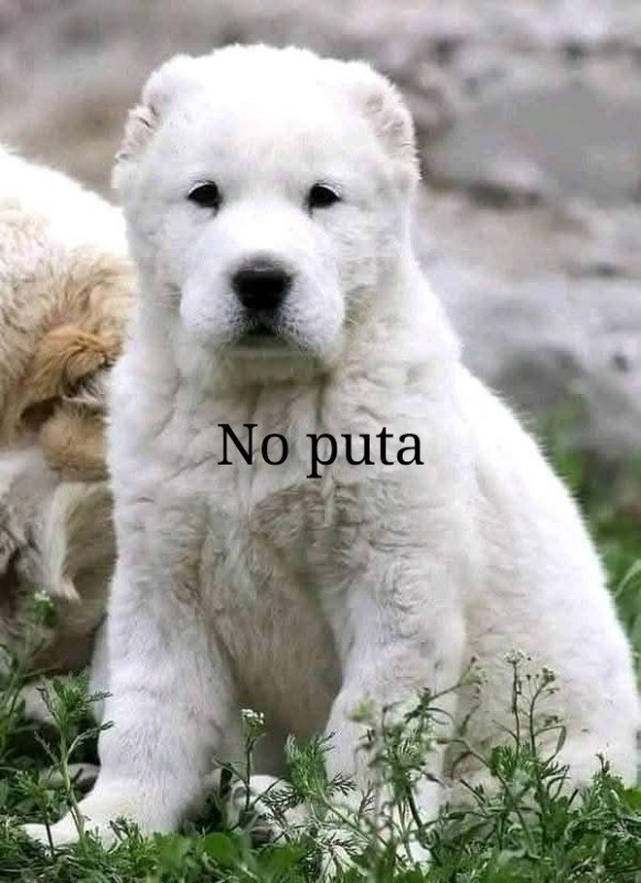 Nunca he sabido amar tweet media