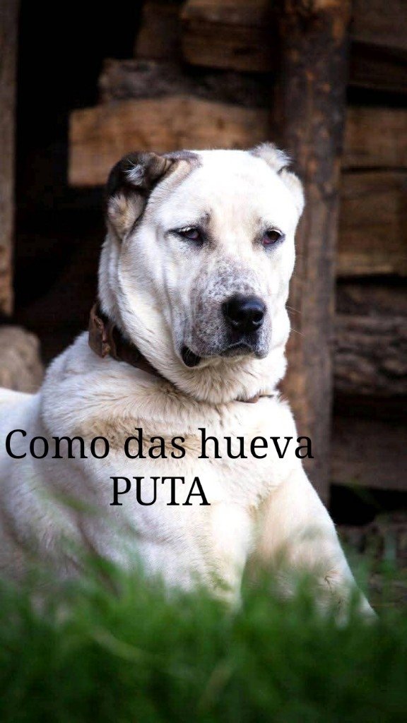 Nunca he sabido amar tweet media