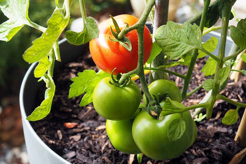 Gardeners_Path_'s tweet image. How to Save Tomato Seeds for Planting - saving your own tomato seed is easy, economical, and a great way to ensure you grow the plants you want. Learn how to collect and save tomato seeds now on Gardner's Path. gardenerspath.com/plants/vegetab… #seedsaving #tomatoes