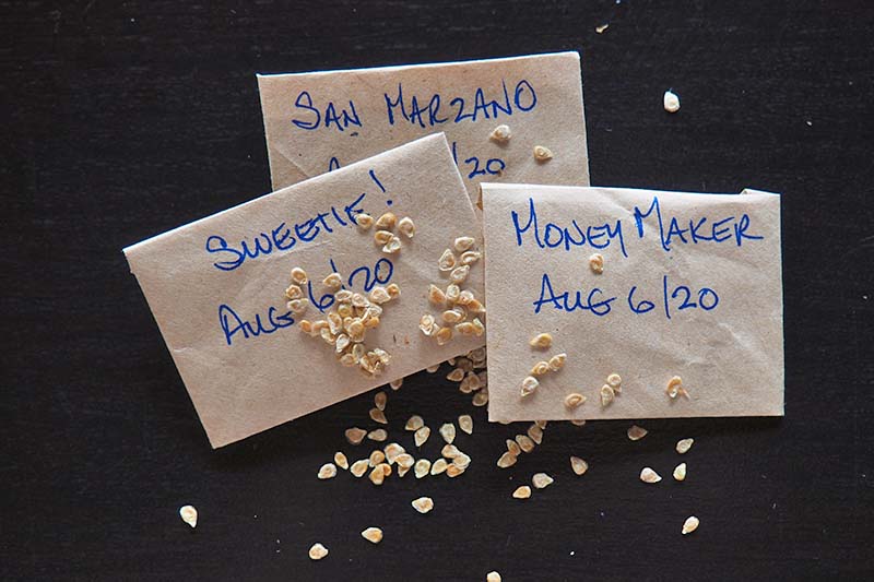 Gardeners_Path_'s tweet image. How to Save Tomato Seeds for Planting - saving your own tomato seed is easy, economical, and a great way to ensure you grow the plants you want. Learn how to collect and save tomato seeds now on Gardner's Path. gardenerspath.com/plants/vegetab… #seedsaving #tomatoes