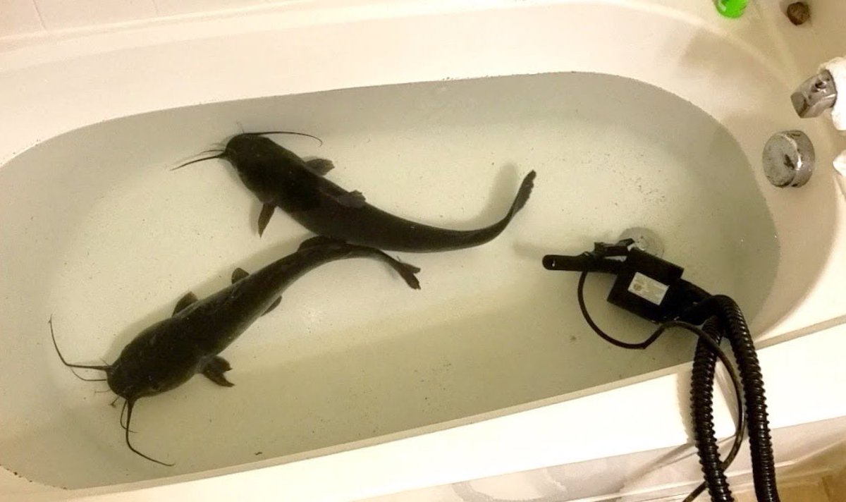 gundotfun's tweet photo. @coinfessions use the $300 to start a profitable side hustle like bathtub catfish breeding https://t.co/ZDNbXOxVzC