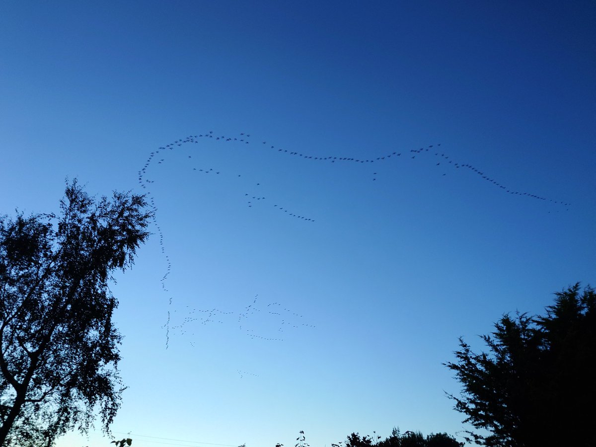 So, the geese seem to think winter is coming...