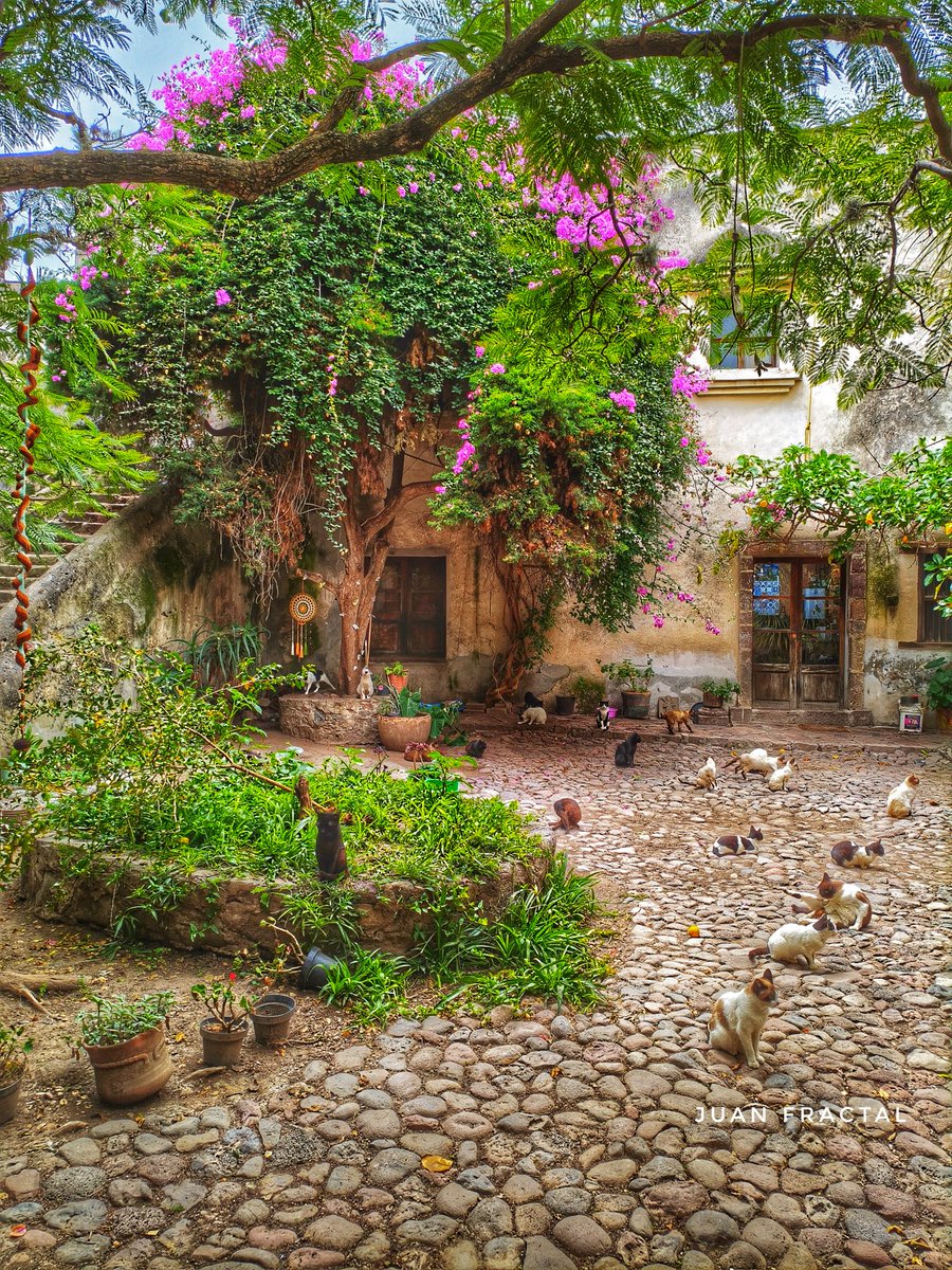 Bello patio con gatitos.
😺😺😺😺😺
