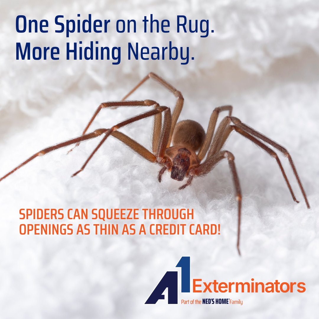 A1Exterminators's tweet image. 🕷️ Spiders Seek Warmth This Fall! 🕷️ Hide in corners, basements &amp;amp; attics. Most are harmless but a nuisance. 🏡 Call (855) 601-0691 for fall pest control! #a1exterminators #spidercontrol #pestcontrol