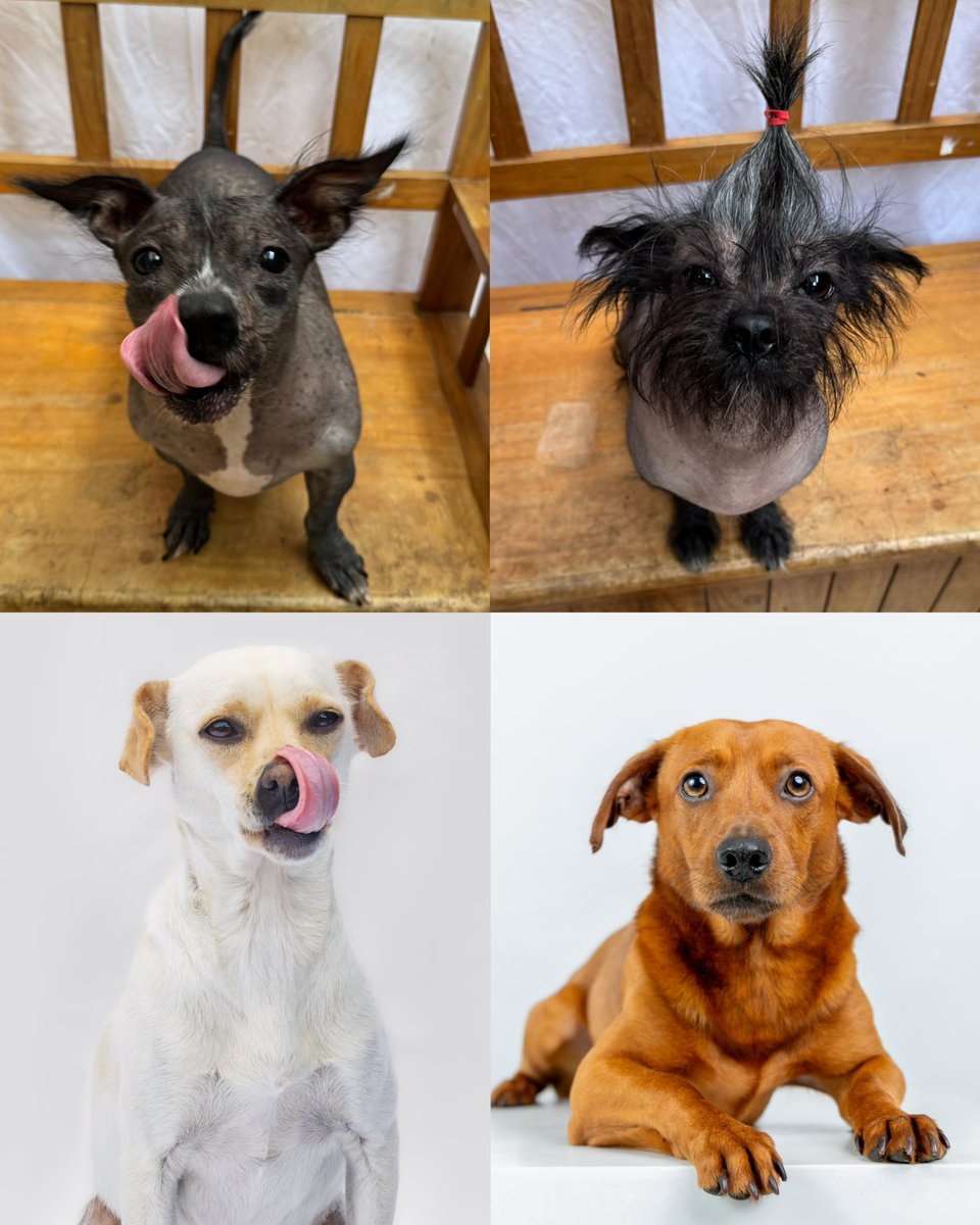 COMPARTE POR FAVOR PARA QUE SEAN ADOPTADOS😭

Adultos que merecen una 2da oportunidad, ya se va a cumplir 1 año en el refugio.

DOMINGO 28 DE SEPTIEMBRE
12PM - 5PM
TOTTUS JOCKEY PLAZA (SURCO)

Si no puedes adoptar, ven a conocerlos y darle mimos o donaciones 🙏🏼

COMPARTIR!!