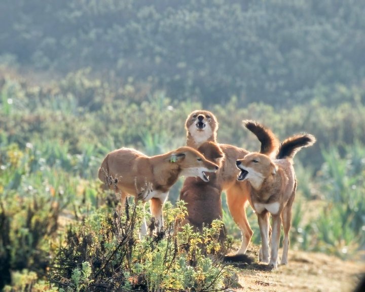 The Ethiopian Wolf Conservation Programme #EWCP has been instrumental in identifying and addressing the threats to this endangered species. They are still working determinedly to save these wolves from danger in unity.
<a href="/KyKebero/">EWCP Ethiopian Wolf Conservation</a> <a href="/ClaudioSillero/">Claudio Sillero</a> <a href="/Arctic_paws/">Sandra Lai @sandralai.bsky.social</a> <a href="/WildCRU_Ox/">WildCRU, Oxford</a> <a href="/ewca_eth/">Ethiopian Wildlife Conservation Authority</a>