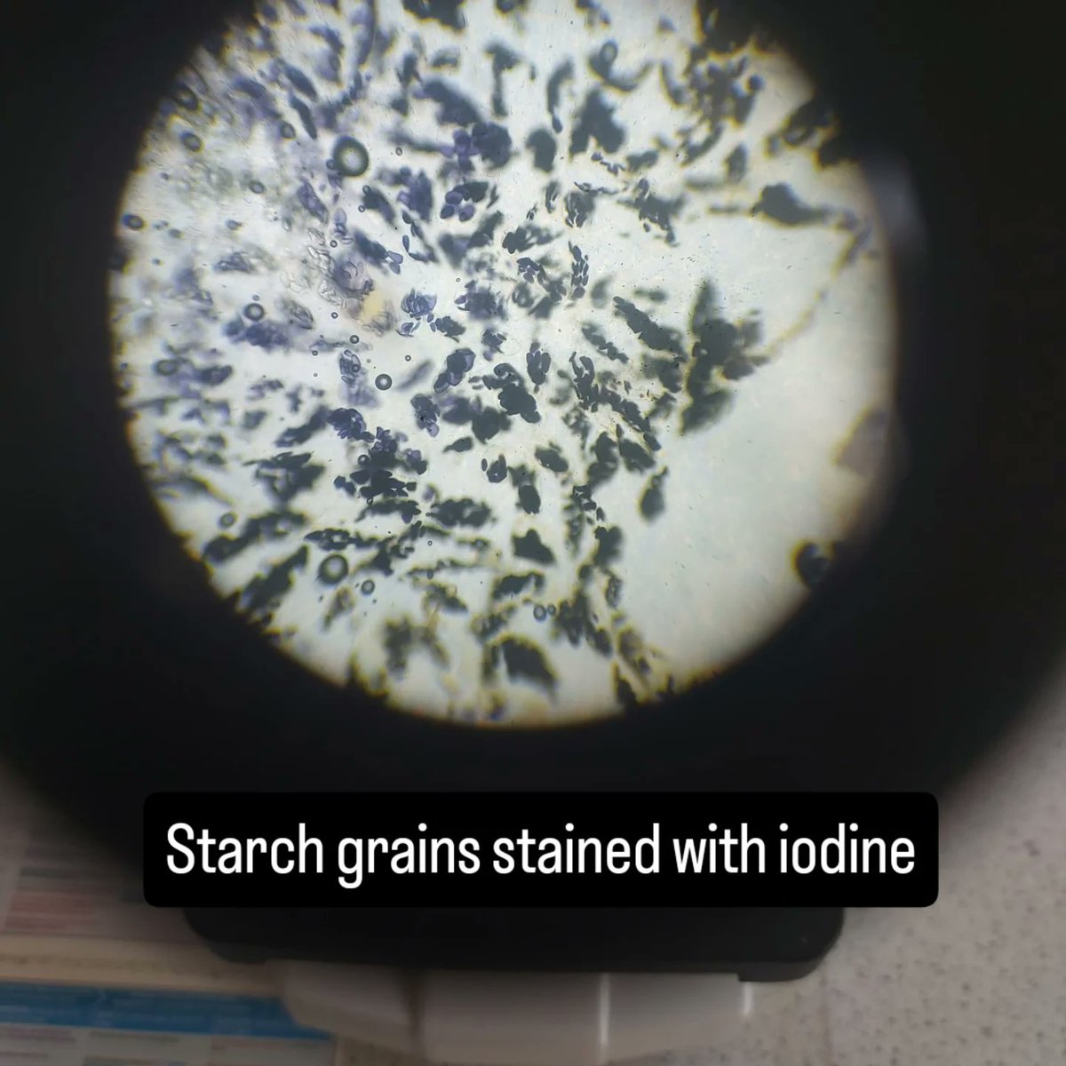 Techie Lady tweet media