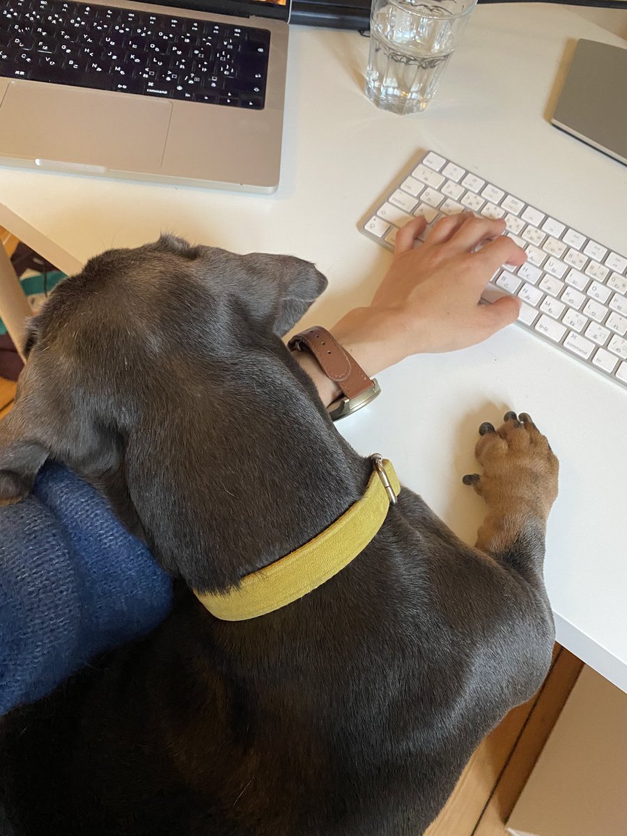 繁忙期の到来で、我が家の🐕は1人で過ごす時間が増えて寂しいらしく、会議が終わった瞬間からひたすらべったり🥰
