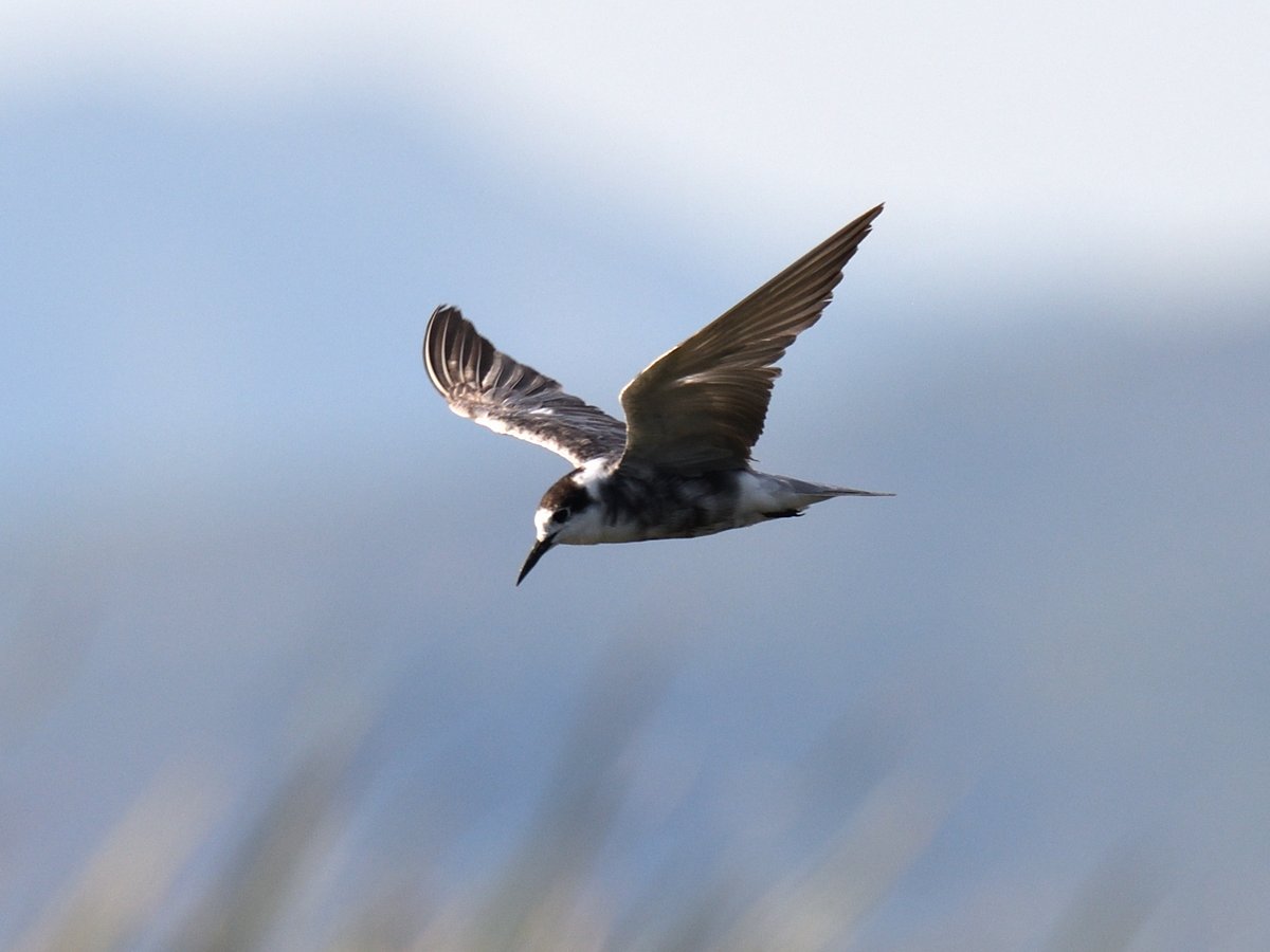 JoKingDevon's tweet photo. And the #BlackTerns feeding over the marsh lagoons #EbroDelta https://t.co/oASXpB18cX